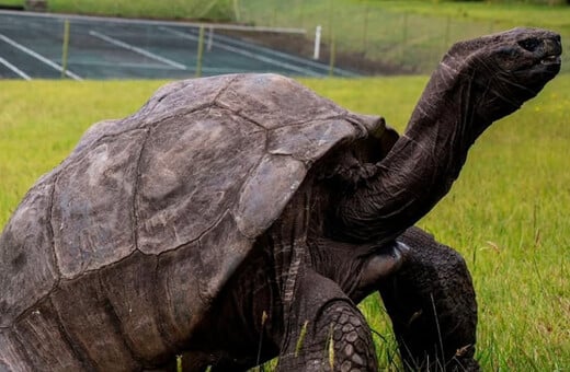 ΧΕΛΩΝΑ ΑΠΑΤΗ ΚΡΥΠΤΟΝΟΜΙΣΜΑΤΑ
