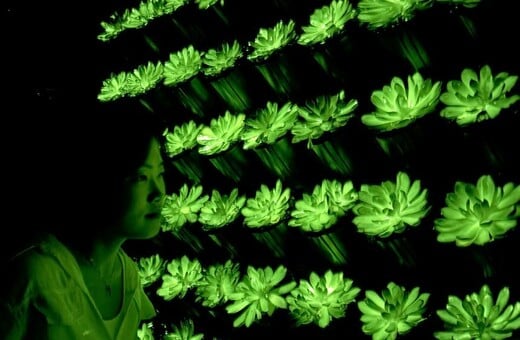 ΚΙΝΑ ΕΠΙΣΤΗΜΟΝΕΣ ΦΥΤΑ ΦΩΣ