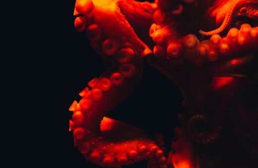 ΧΤΑΠΟΔΙ ΠΛΟΚΑΜΙ ΖΕΥΓΑΡΩΜΑ