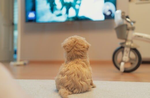 ΚΑΤΟΙΚΙΔΙΑ ΤΗΛΕΟΡΑΣΗ ΠΡΟΓΡΑΜΜΑ ΣΚΥΛΟΙ ΓΑΤΕΣ