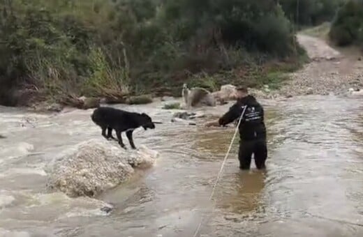 ΣΚΥΛΟΙ ΧΑΛΚΙΔΙΚΗ ΔΙΑΣΩΣΗ ΒΡΟΧΟΠΤΩΣΗ ΠΟΤΑΜΟΣ