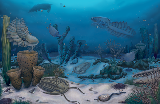 ΕΞΕΛΙΞΗ ΜΕΛΕΤΗ ΖΩΑ