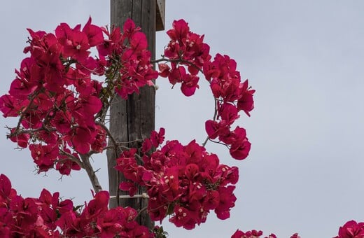 ΚΑΙΡΟΣ ΜΕΓΑΛΗ ΕΒΔΟΜΑΔΑ ΠΑΣΧΑ