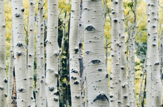 ΝΕΑΝΤΕΡΤΑΛ ΚΟΛΛΩΔΗΣ ΟΥΣΙΑ ΑΝΤΙΒΑΚΤΗΡΙΑΚΟ ΦΑΡΜΑΚΟ