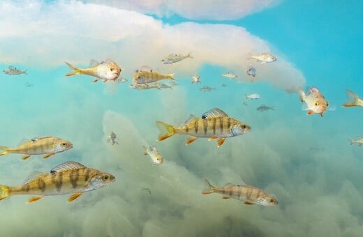 ΦΩΤΟΓΡΑΦΙΑ ΦΙΝΛΑΝΔΙΑ ΨΑΡΙΑ