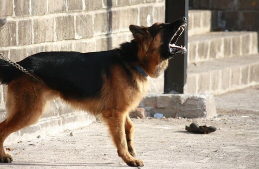 ΠΕΙΡΑΙΑΣ ΣΚΥΛΟΣ ΕΠΙΘΕΣΗ ΠΑΙΔΙ ΝΟΣΟΚΟΜΕΙΟ ΤΡΑΥΜΑΤΙΣΜΟΣ