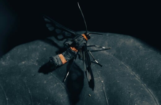 ΕΠΩΔΥΝΟ ΤΣΙΜΠΗΜΑ ΚΟΣΜΟΣ