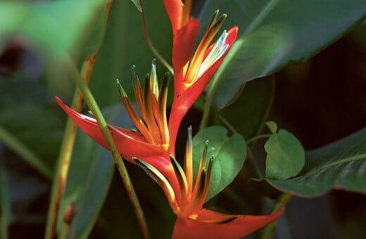 Η βία που γεννά η ομορφιά Ή Φρίκη στον Παράδεισο