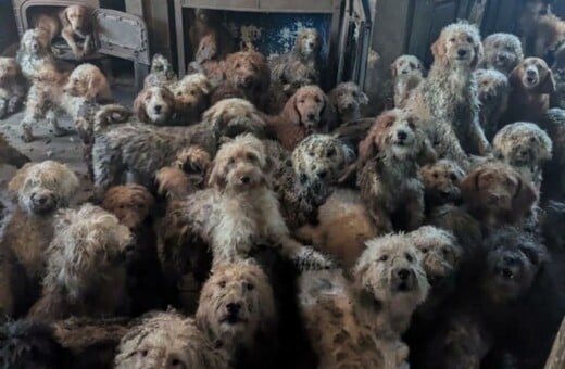 ΣΚΥΛΙΑ ΦΙΛΟΖΩΙΚΗ ΟΡΓΑΝΩΣΗ ΗΝΩΜΕΝΟ ΒΑΣΙΛΕΙΟ 