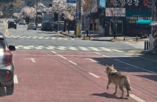 ΝΟΤΙΑ ΚΟΡΕΑ ΠΟΛΗ ΣΤΡΑΤΟΣ