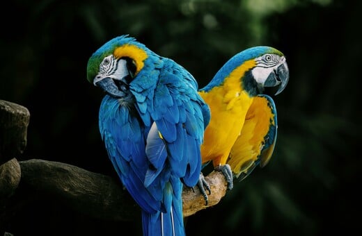 ΜΑΚΑΟ ΒΡΑΖΙΛΙΑ