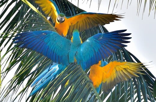 Βραζιλία: Οι κυανόχρυσοι μακάο επέστρεψαν στο Ρίο μετά από 200 χρόνια