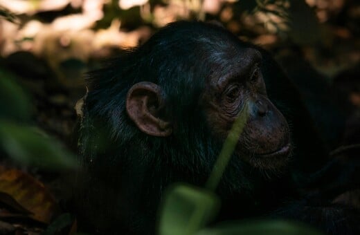 ΟΥΓΚΑΝΤΑ ΧΙΜΠΑΤΖΗΔΕΣ ΕΜΦΥΛΙΟΣ