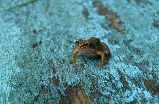 ΠΟΛΩΝΙΑ ΒΑΤΡΑΧΟΙ