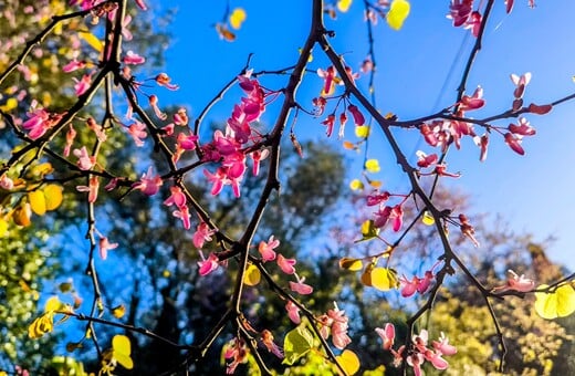 ΚΥΡΙΑΚΗ ΘΩΜΑ 2026 ΠΟΤΕ ΠΕΦΤΕΙ