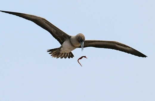 ΣΠΑΝΙΟ ΣΤΙΓΜΙΟΤΥΠΟ ΠΤΗΝΟ NATIONAL GEOGRAPHIC