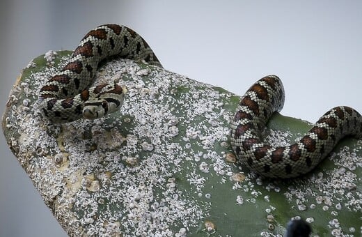 ΣΥΡΟΣ ΔΑΓΚΩΜΑ ΟΧΙΑ ΦΙΔΙ 13ΧΡΟΝΟΣ