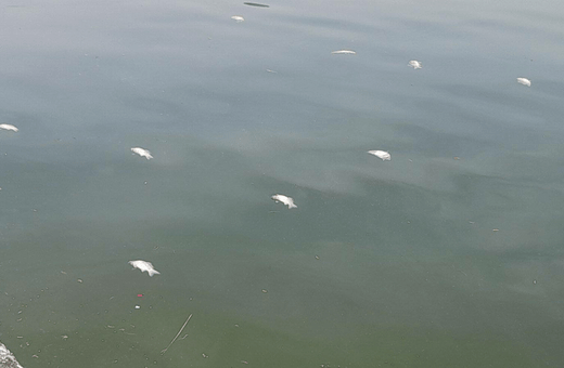 ΝΕΚΡΑ ΨΑΡΙΑ ΛΙΜΝΗ ΠΑΜΒΩΤΙΔΑ