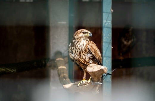 Μια διαφορετική Δευτέρα στο γραφείο: Επίσκεψη στο καταφύγιο της ΑΝΙΜΑ με το The Collective 