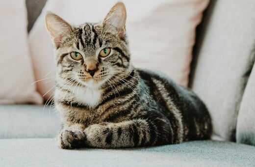 ΒΡΕΤΑΝΙΑ ΓΑΤΕΣ ΚΑΤΟΙΚΙΔΙΑ ΨΥΛΛΟΙ ΦΑΡΜΑΚΑ