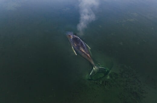 ΜΕΓΑΠΤΕΡΗ ΦΑΛΑΙΝΑ ΓΕΡΜΑΝΙΚΕΣ ΑΚΤΕΣ