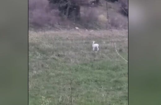 ΗΜΑΘΙΑ ΖΑΡΚΑΔΙ ΑΛΜΠΙΝΙΣΜΟΣ