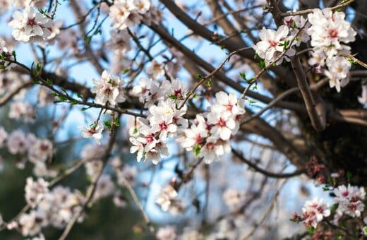 ΚΑΙΡΟΣ ΑΝΟΙΞΗ ΑΦΡΙΚΑΝΙΚΗ ΣΚΟΝΗ