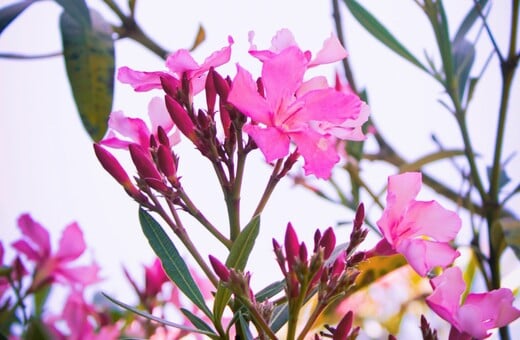 ΠΙΚΡΟΔΑΦΝΗ ΣΧΟΛΕΙΑ ΠΑΙΔΙΑ ΚΙΝΔΥΝΟΣ ΔΗΛΗΤΗΡΙΑΣΗ