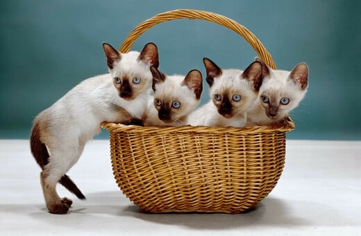 Οι γάτες μπαίνουν πάντα πρώτες