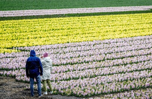 ΟΛΛΑΝΔΙΑ ΤΟΥΛΙΠΕΣ