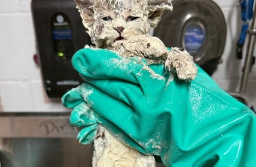 ΓΑΤΑ ΚΟΛΛΑ ΗΠΑ