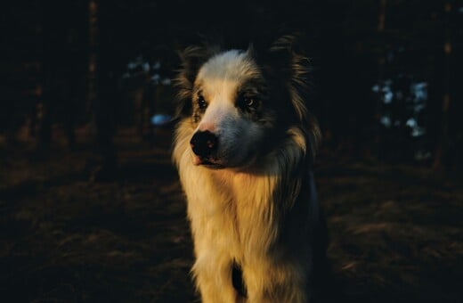 ΣΚΥΛΟΙ ΕΡΕΥΝΕΣ