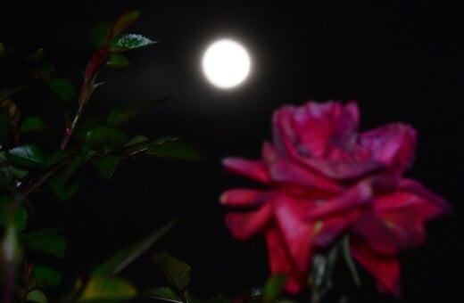 ΠΑΝΣΕΛΗΝΟΣ ΜΑΪΟΥ 