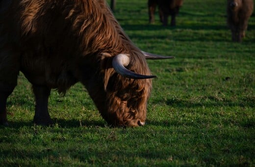 ΛΕΣΒΟΣ ΑΦΘΩΔΗΣ ΠΥΡΕΤΟΣ ΜΕΤΡΑ ΣΤΗΡΙΞΗΣ ΜΑΡΓΑΡΙΤΗΣ ΣΧΟΙΝΑΣ