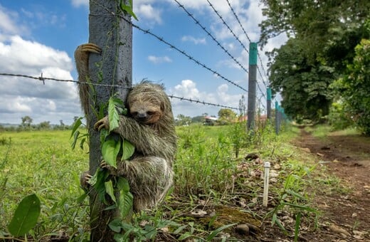 ΒΡΑΔΥΠΟΔΑΣ ΜΗΝΥΜΑ