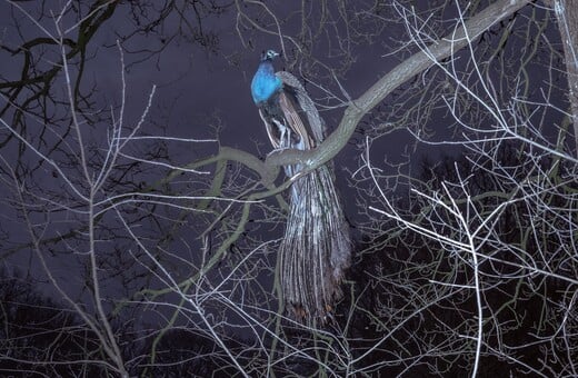 Strawberry Blue. Του Μαρίνου Τσαγκαράκη