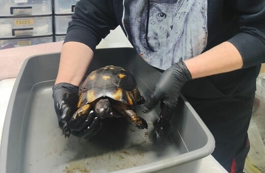 ΧΕΛΩΝΑ ΠΙΣΣΑ 