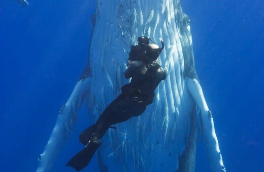 Πέθανε ο Νταγκ Άλαν, ο θρυλικός κάμεραμαν των πολικών ντοκιμαντέρ του Ντέιβιντ Άτενμπορο