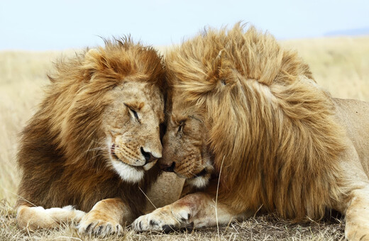 Ο Έλιοτ Πέιτζ δείχνει ότι και η φύση μπορεί να είναι queer― όχι μόνο οι άνθρωποι