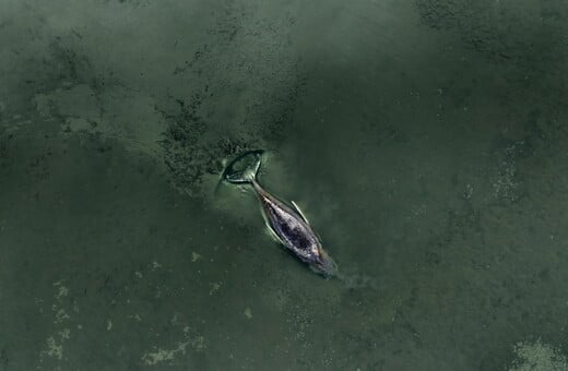 ΦΑΛΑΙΝΑ ΔΙΑΣΩΣΗ ΓΕΡΜΑΝΙΑ