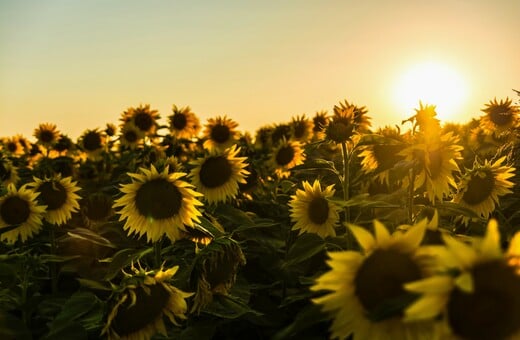 ΚΑΙΡΟΣ ΤΣΑΤΡΑΦΥΛΛΙΑΣ ΚΑΛΟΚΑΙΡΙΑ
