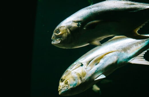 ΨΑΡΙΑ WWF ΕΛΛΑΣ ΣΕΦ