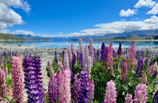 ΛΟΥΛΟΥΔΙΑ ΤΑΞΙΔΙΑ 