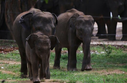 ΕΛΕΦΑΝΤΕΣ ΝΕΚΡΟΣ ΚΥΝΗΓΟΣ ΕΚΑΤΟΜΜΥΡΙΟΥΧΟΣ