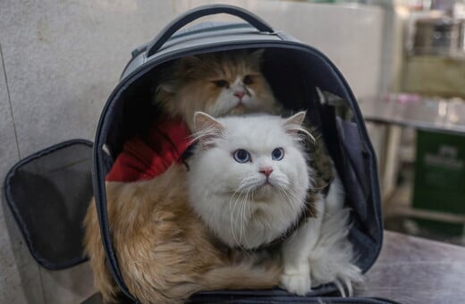 ΓΑΤΕΣ ΦΑΡΜΑΚΟ ΙΑΠΩΝΙΑ ΝΕΦΡΙΚΗ ΝΟΣΟΣ