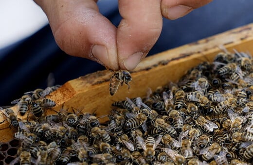ΜΕΛΙΣΣΕΣ ΑΡΙΘΜΗΤΙΚΕΣ ΠΛΗΡΟΦΟΡΙΕΣ