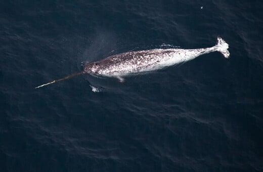 ΚΑΝΑΔΑΣ ΑΡΚΤΙΚΗ ΗΧΟΡΥΠΑΝΣΗ