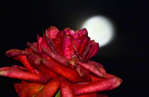 ΠΑΝΣΕΛΗΝΟΣ ΜΑΪΟΥ