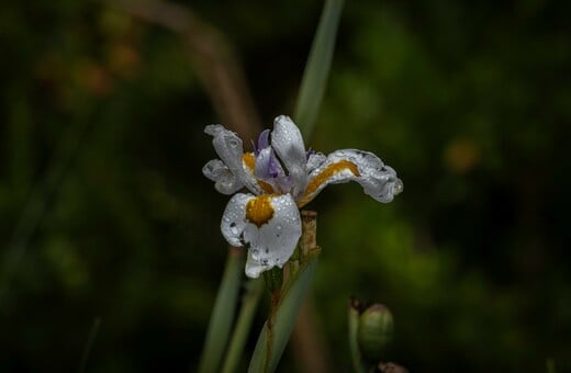 ΚΑΙΡΟΣ ΖΙΑΚΟΠΟΥΛΟΣ ΠΡΩΤΟΜΑΓΙΑ