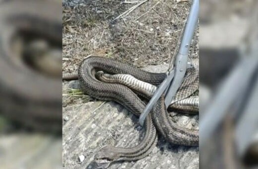 ΦΙΔΙ ΝΑΥΠΑΚΤΟΣ ΟΔΗΓΟΣ ΑΥΤΟΚΙΝΗΤΟ